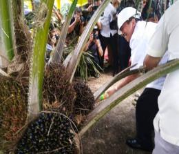 Gubernur Riau Syamsuar saat panen sawit (foto/int)